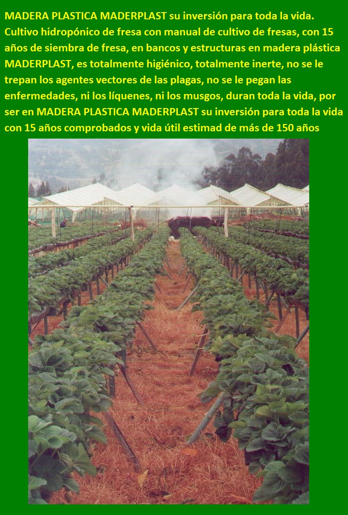 hidroponía cultivo hidropónico de fresa bancos elevados de cultivos hidropónicos fresa en bolsas colgantes banco técnica hidropónica elevada aérea colgantes levantados del suelo con sustrato 02 hidroponía cultivo hidropónico de fresa bancos elevados de cultivos hidropónicos fresa en bolsas colgantes banco técnica hidropónica elevada aérea colgantes levantados del suelo con sustrato 02 v